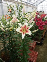 [5182 Nymph No02.JPG]